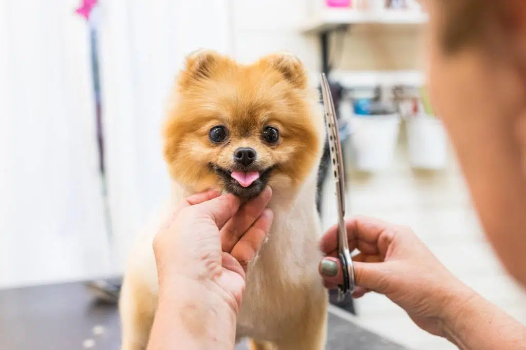 ciseaux conseils toilettage chien
