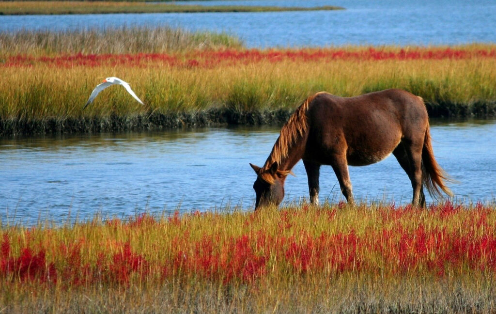 alimentation cheval