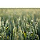 Comment lutter contre le ray-grass dans les cultures de blé ?