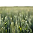 Comment lutter contre le ray-grass dans les cultures de blé ?