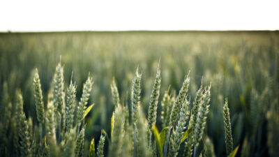 Comment lutter contre le ray-grass dans les cultures de blé ?
