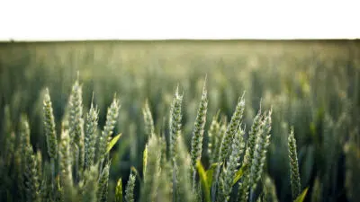Comment lutter contre le ray-grass dans les cultures de blé ?