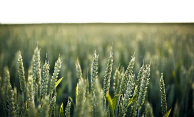 Comment lutter contre le ray-grass dans les cultures de blé ?