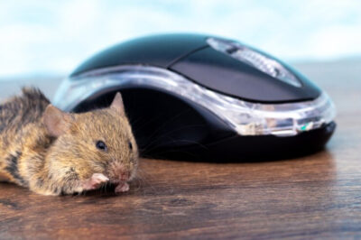 débarrasser souris