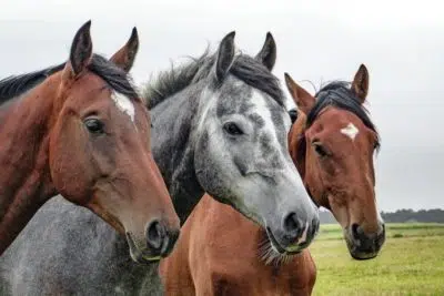 déplacer des chevaux