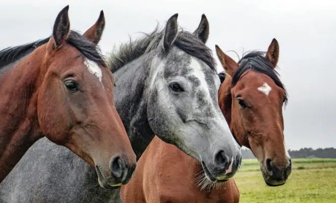 déplacer des chevaux