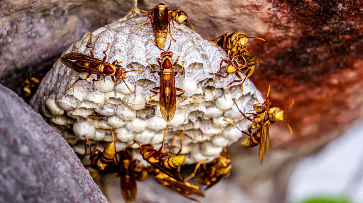 insectes