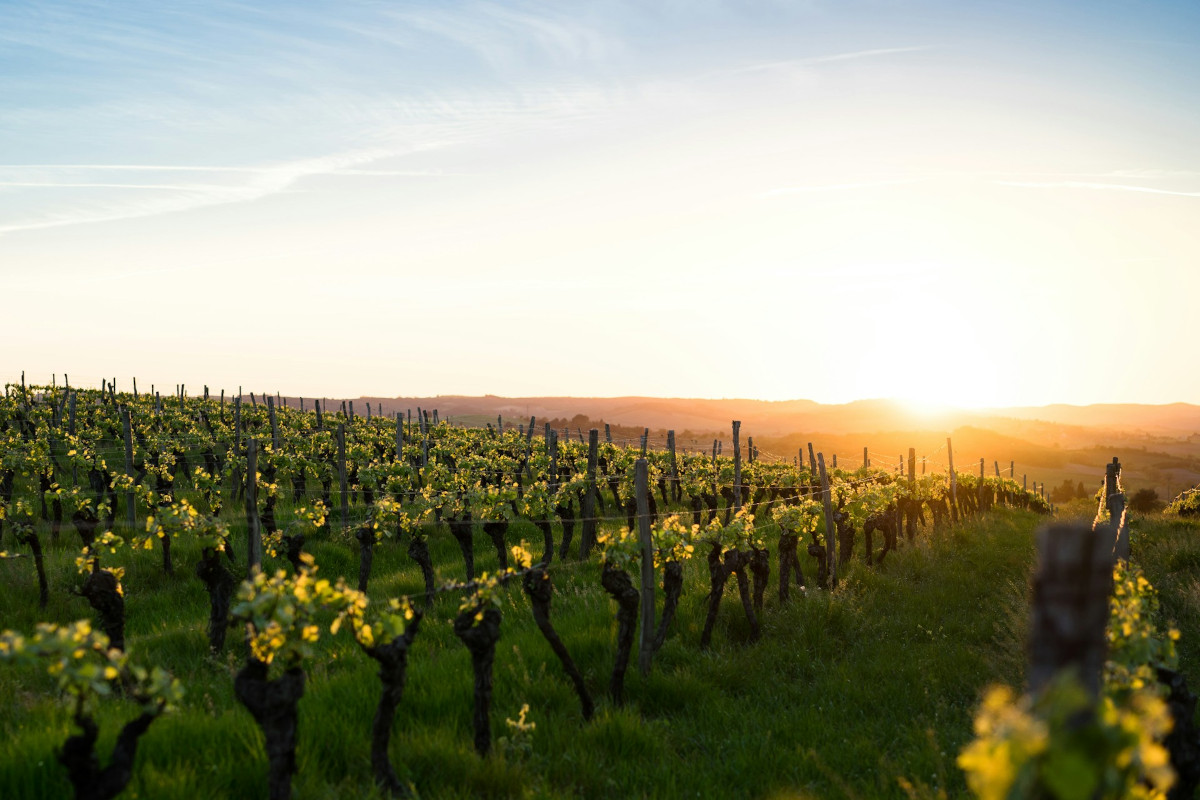 la vigne