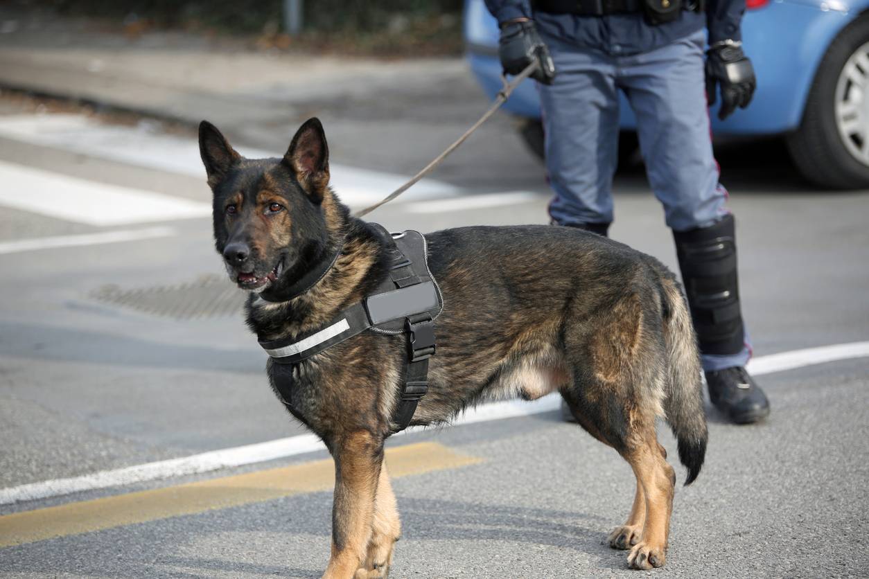 société de gardiennage maître-chien