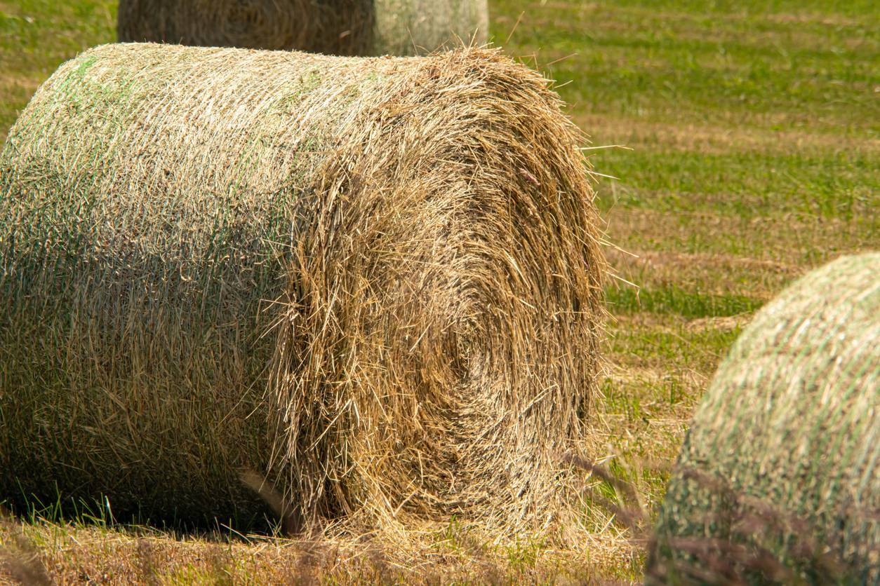 ensilage alimentation élevage bovin