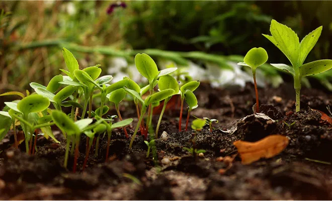 pesticides naturels