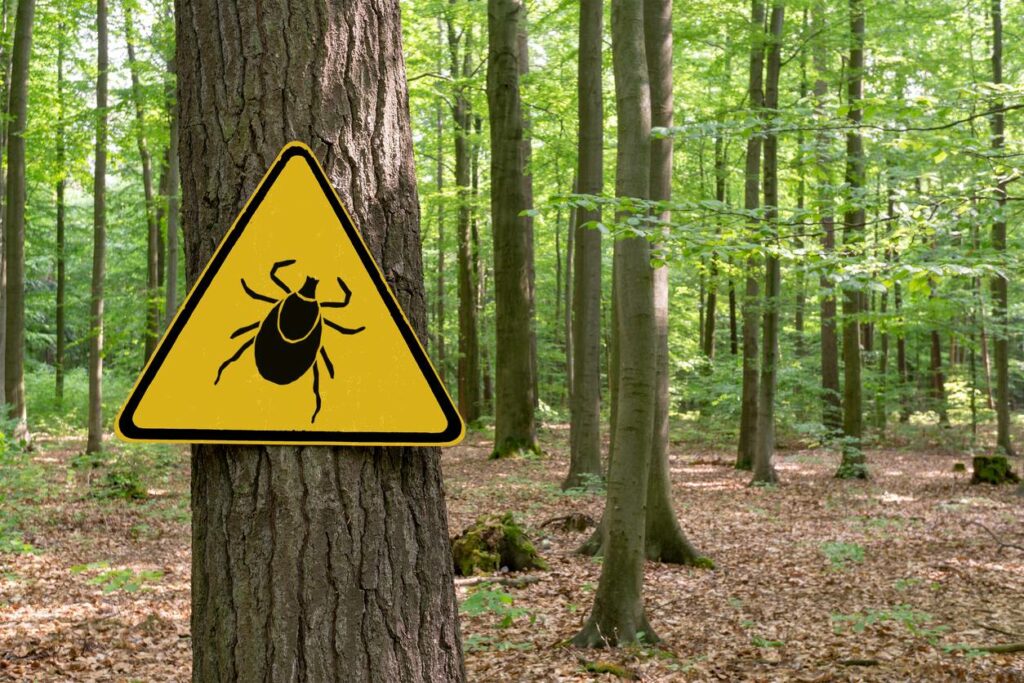 signalétique forêt