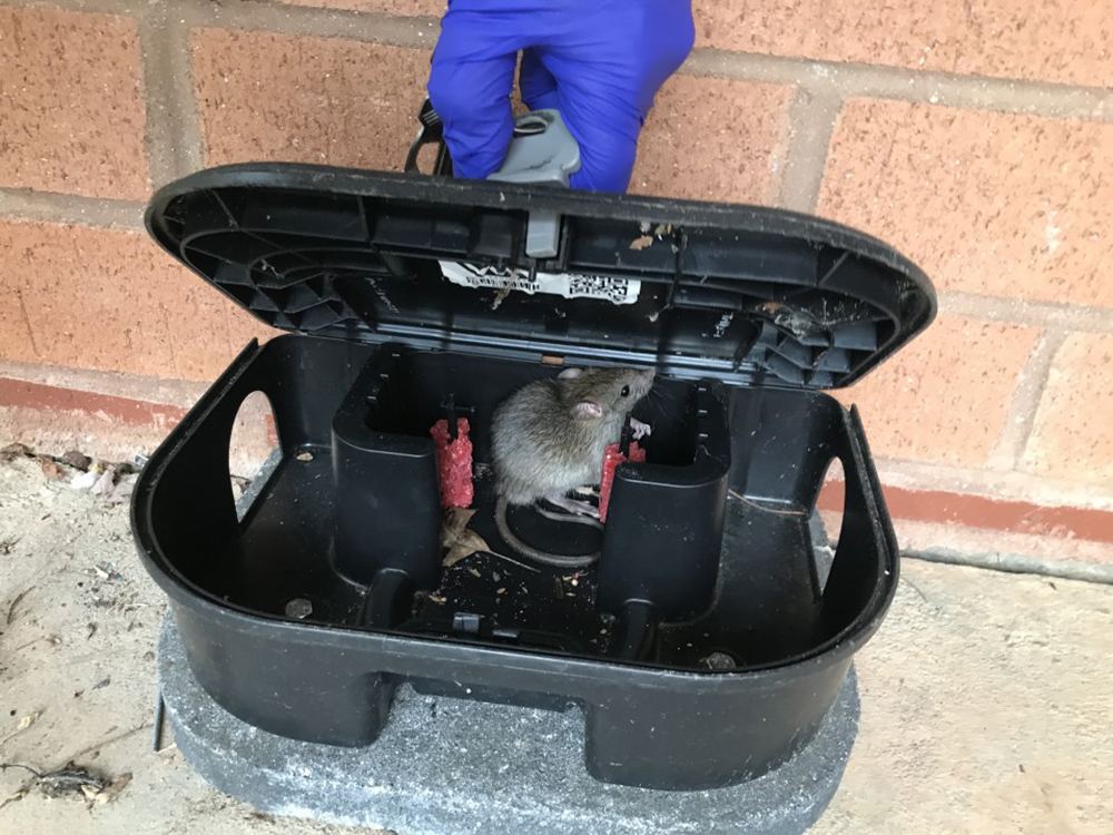 rat en entreprise