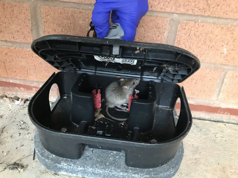 rat en entreprise