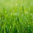 Ray grass hybride : une graminée aux avantages multiples !