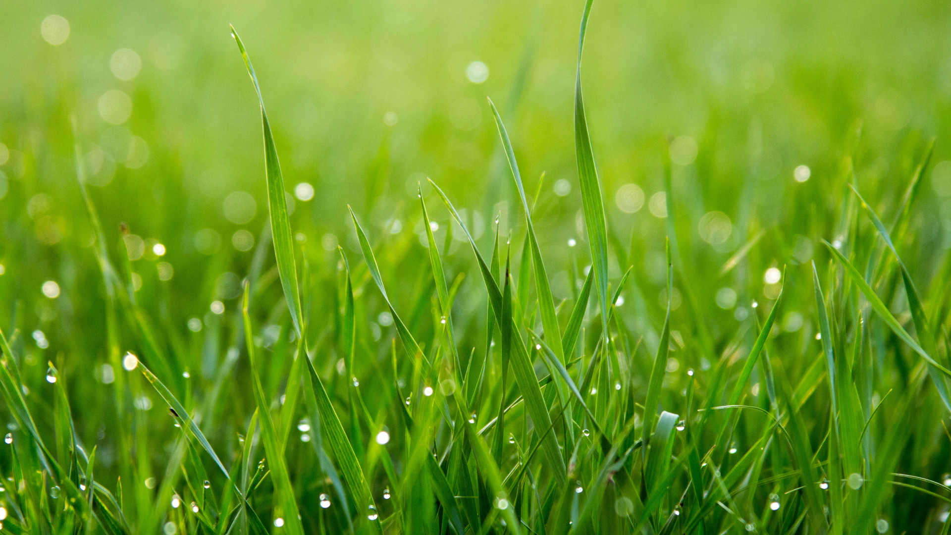 Ray grass hybride : une graminée aux avantages multiples !