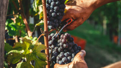 reconvertir la vigne