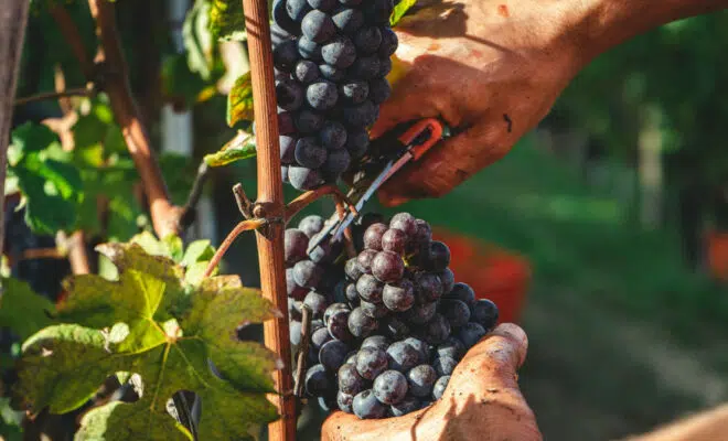 reconvertir la vigne