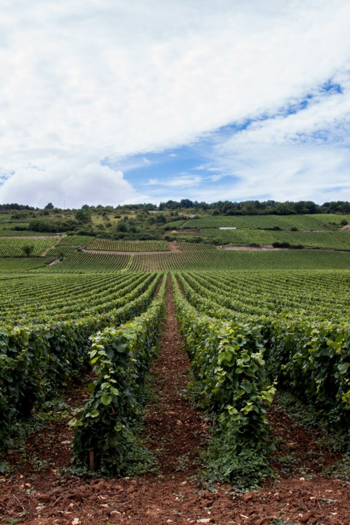 vignoble francais